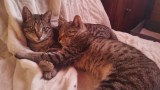 Gordi und Chiqui (3)